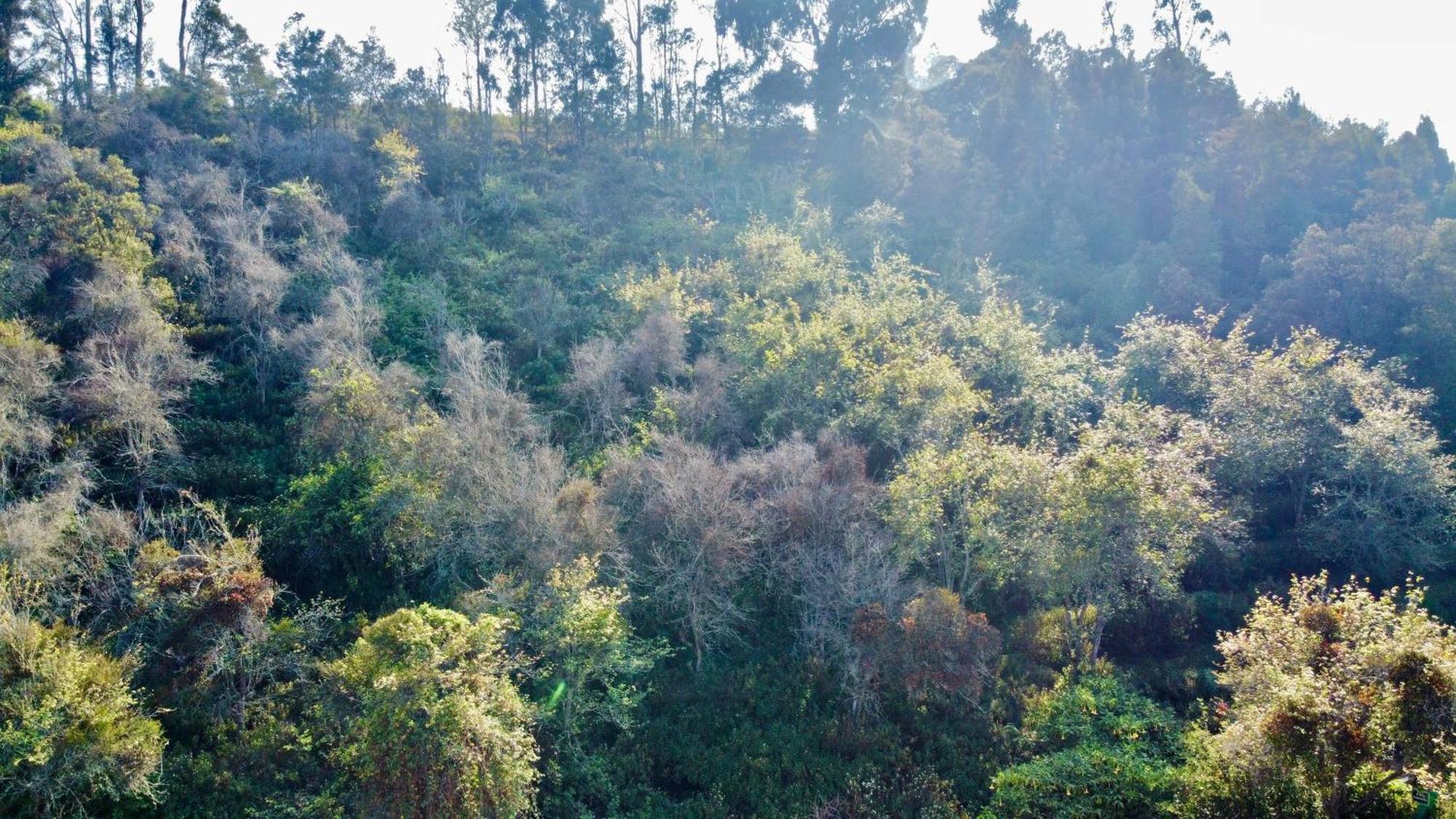 La Flora Kodaikanal Εξωτερικό φωτογραφία